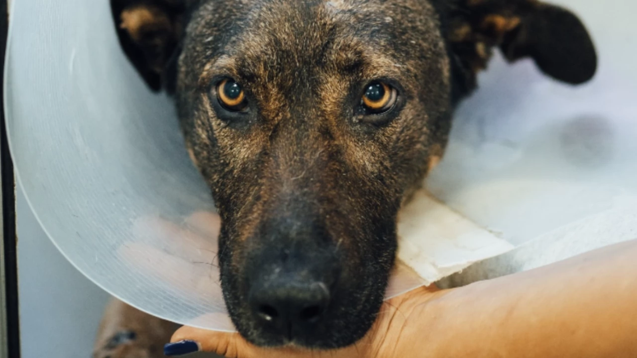 Измъчваното куче Мечо си намери приятелка Хера Животните са настанени самостоятелно