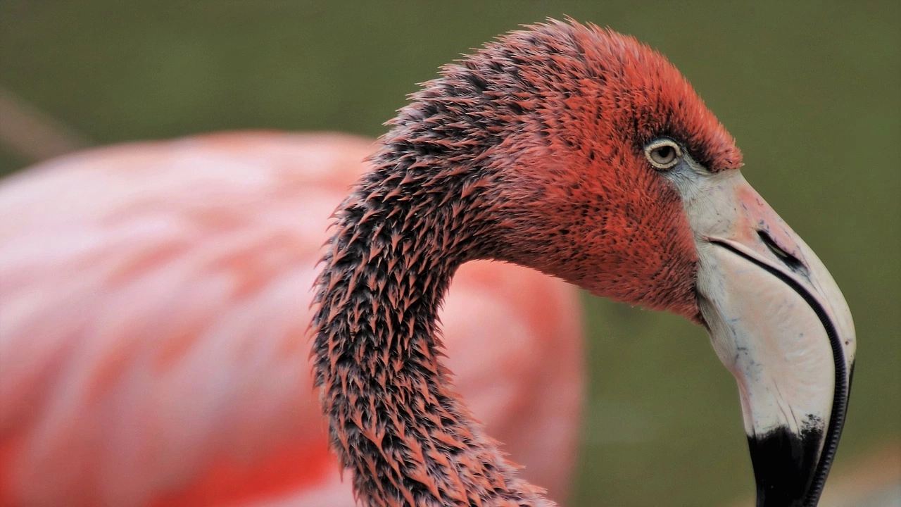 За първи път у нас учени заснеха розово фламинго да