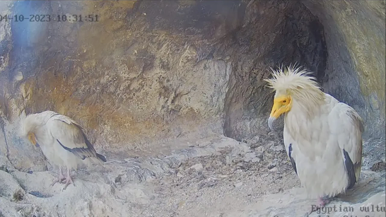Известната двойка египетски лешояди се завърна в България в гнездото