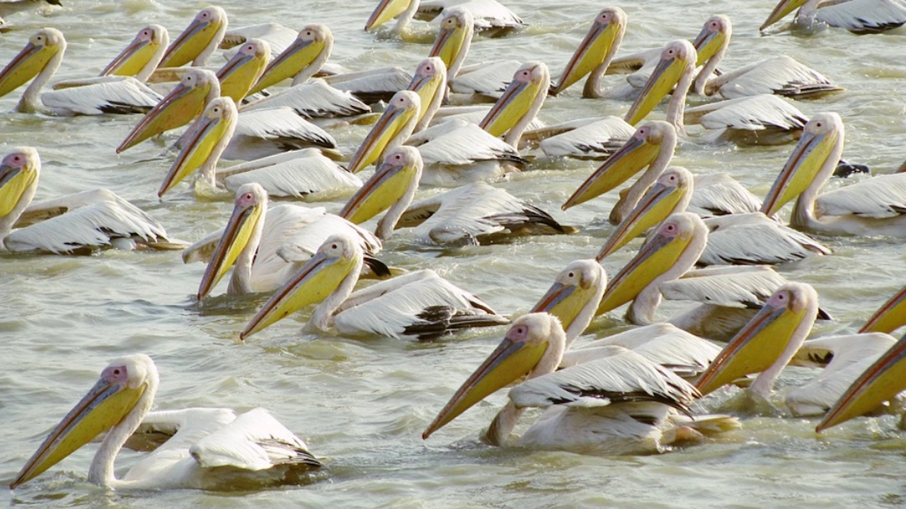 12 двойки пеликани гнездят в резервата Сребърна като се очаква