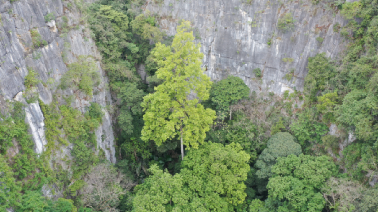 Китайски учени определиха дърво с височина 72,4 м в южния