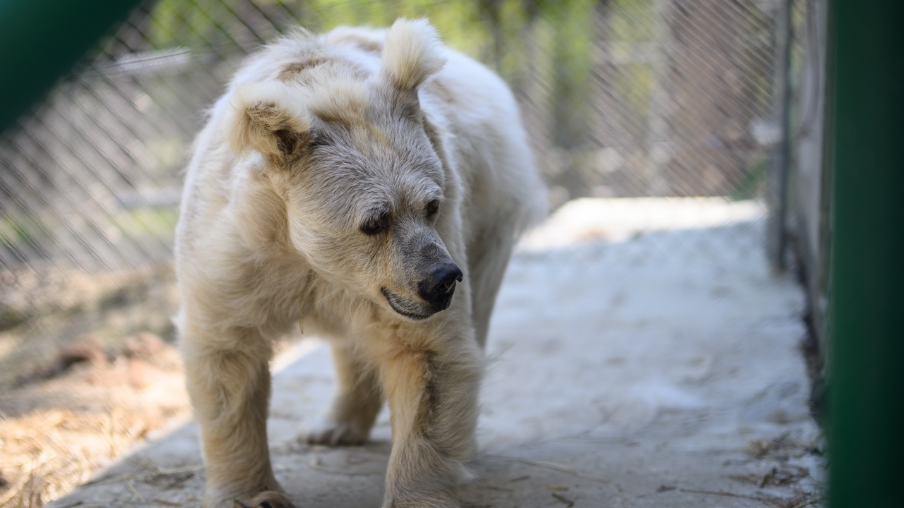 Учени създадоха тъкан, вдъхновени от козината на белите мечки