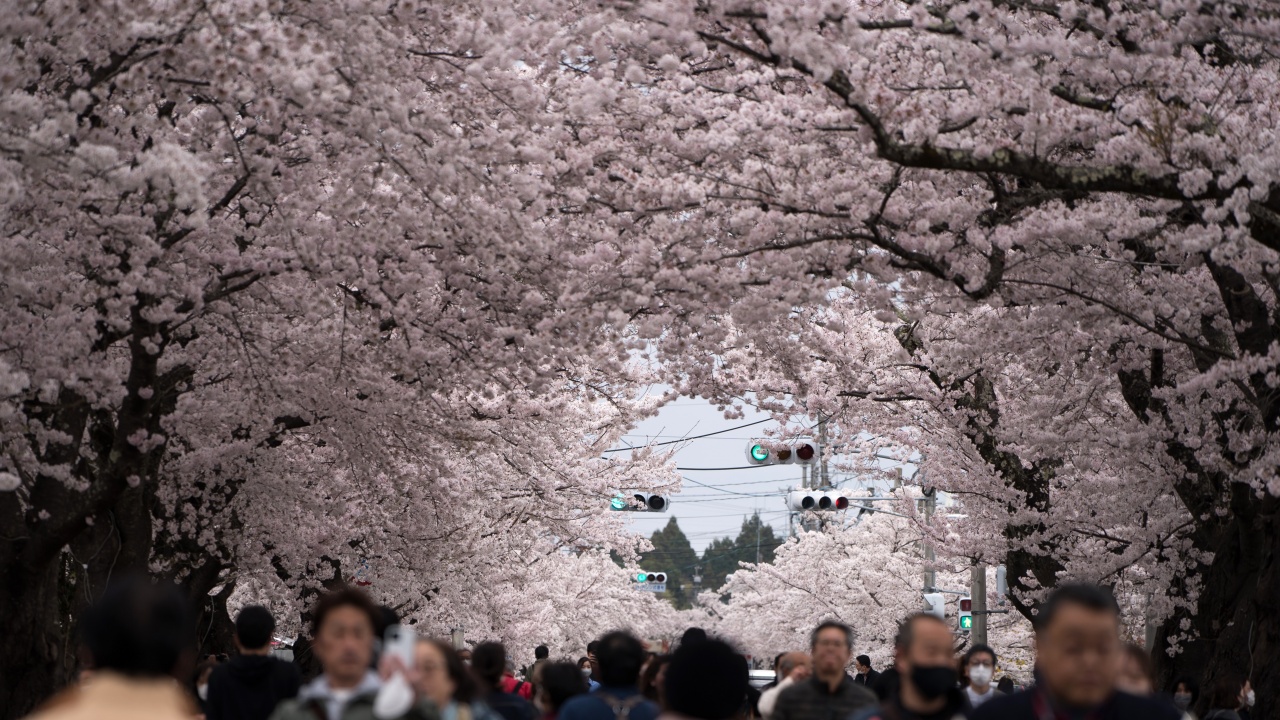 Япония отчита най-голям брой на туристите след пандемията