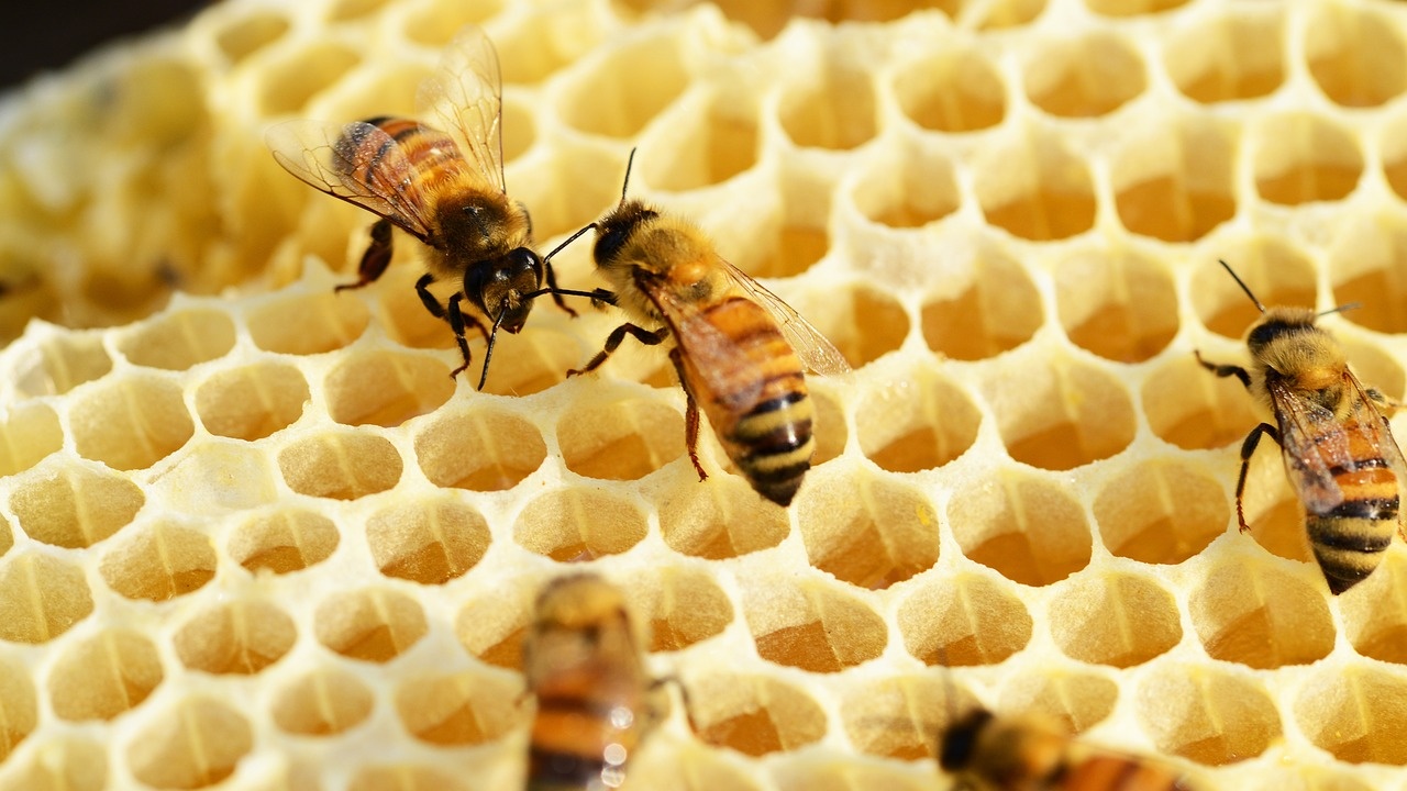 Унгария забранява и вноса на мед и някои месни продукти от Украйна