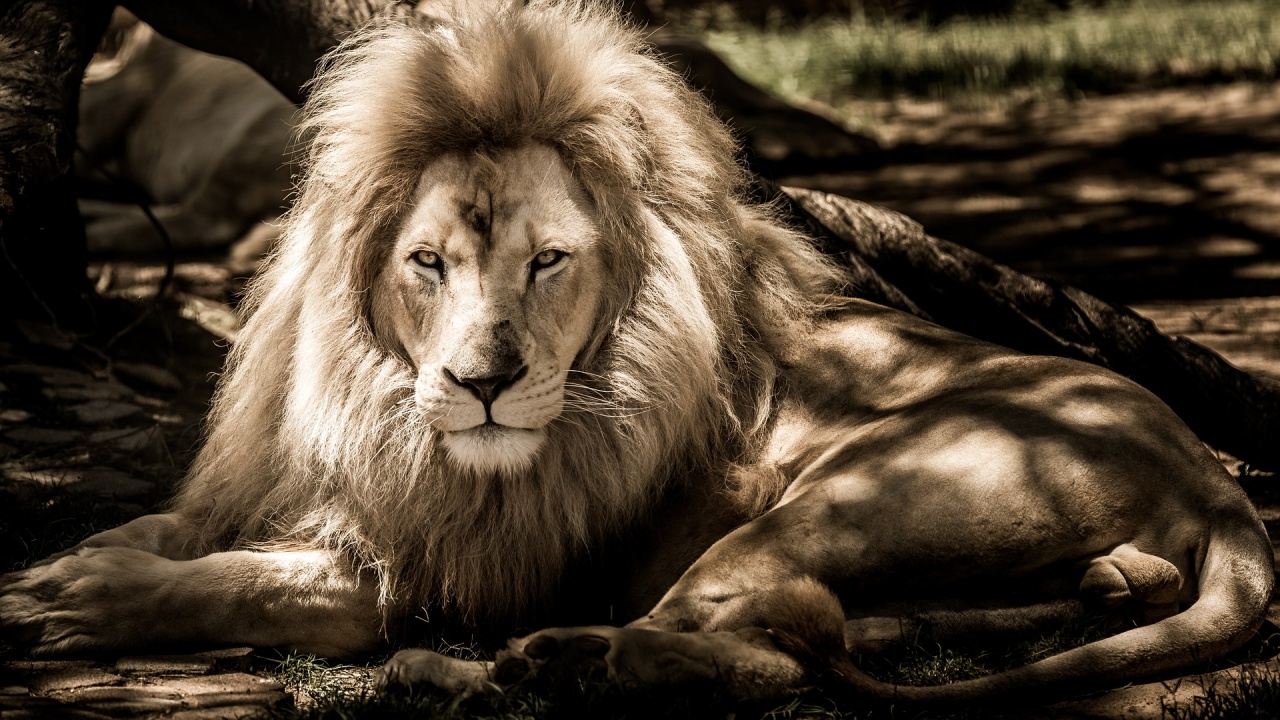 30 лъва избягаха от резерват в Судан