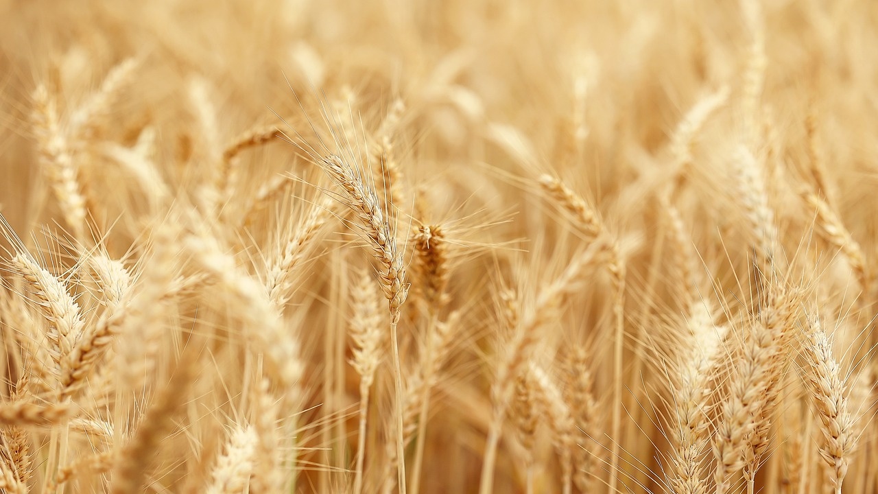 Румъния няма да забрани вноса на украинско зърно