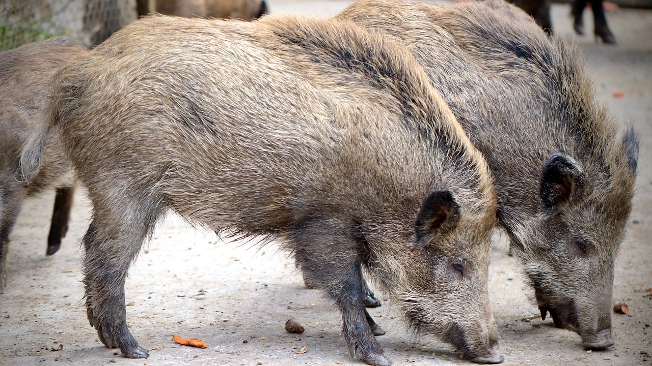Сараевски портал публикува снимка на стадо диви свине които снощи
