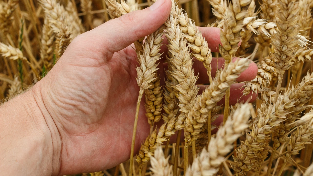 В България са внесени близо 20 000 тона украинска пшеница