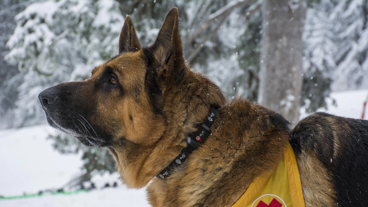 Кучетата от Планинската спасителна служба към БЧК се нуждаят от