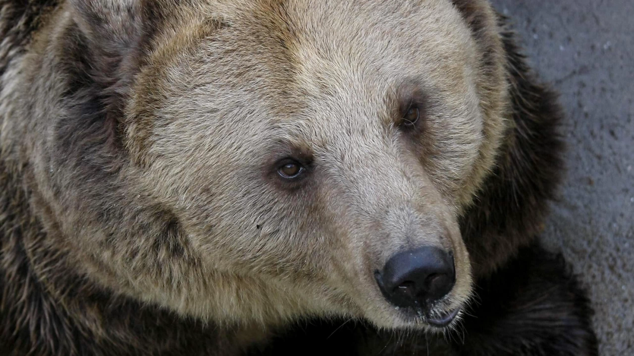 Разрешен е отстрелът на мечка  извършила поредица от нападения върху селскостопански животни