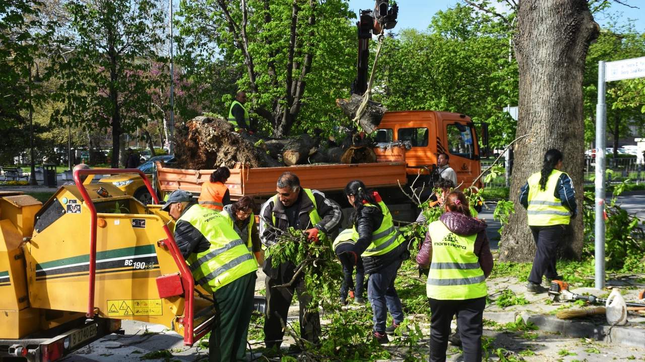 Дърво е паднало на бул Осми приморски полк близо до Община