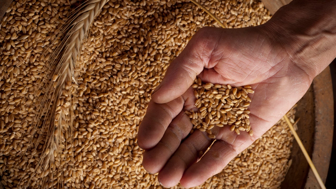 Вносът на пшеница от Украйна е пренебрежително малък – 0 3 от