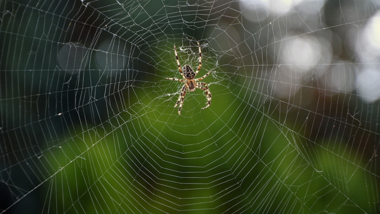 Паяците губят зрението си, когато гладуват, съобщи електронното издание Юрикалърт,
