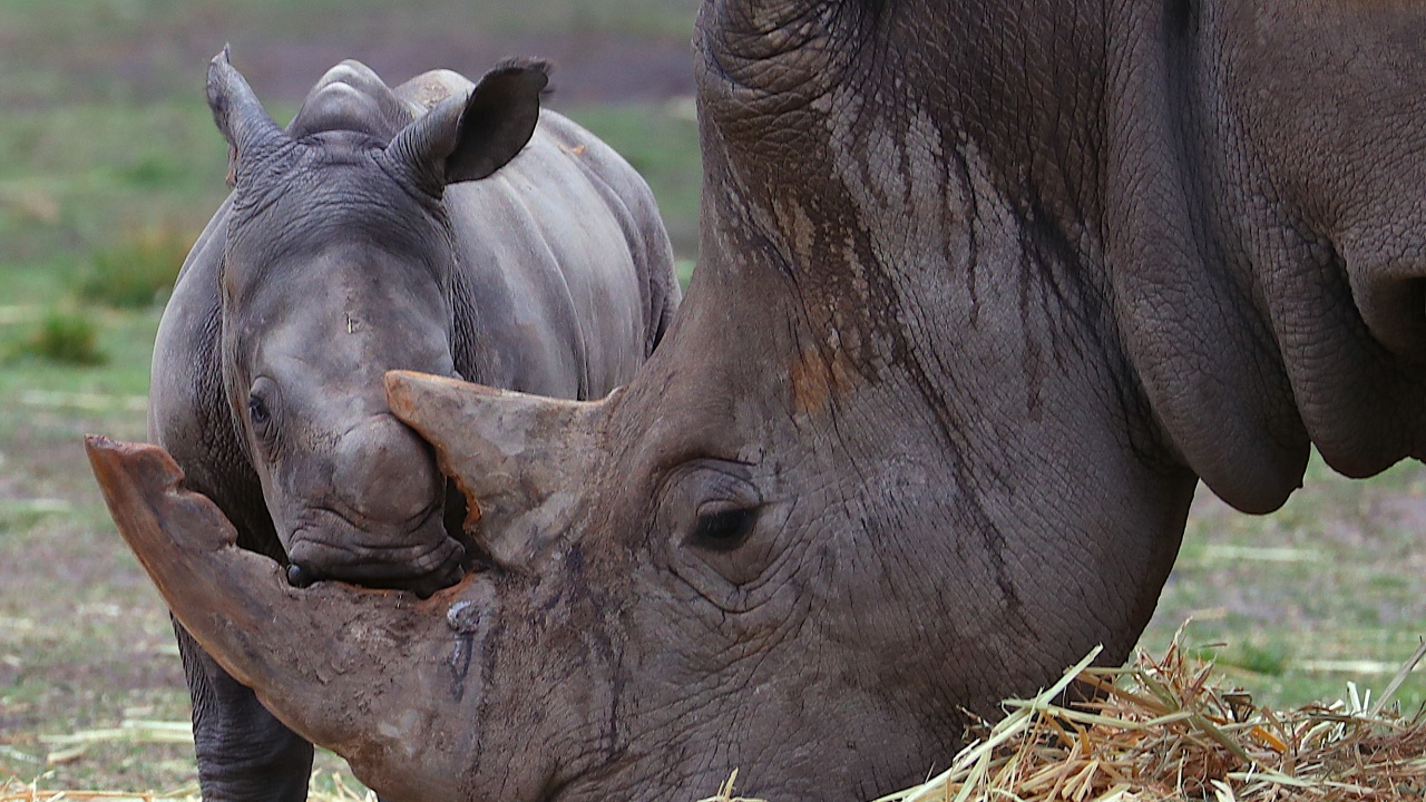 Най-големият резерват за носорози в света ще бъде продаден на