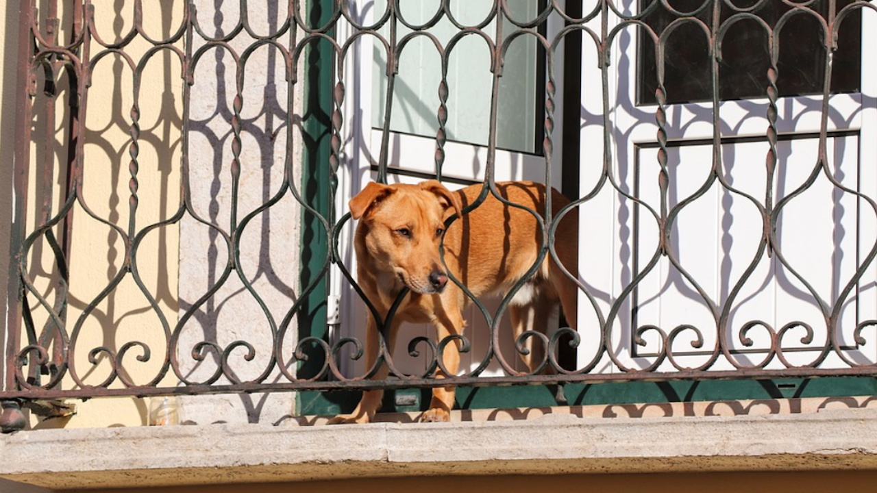 Убиха домашно куче, излязло на терасата на собственика си
