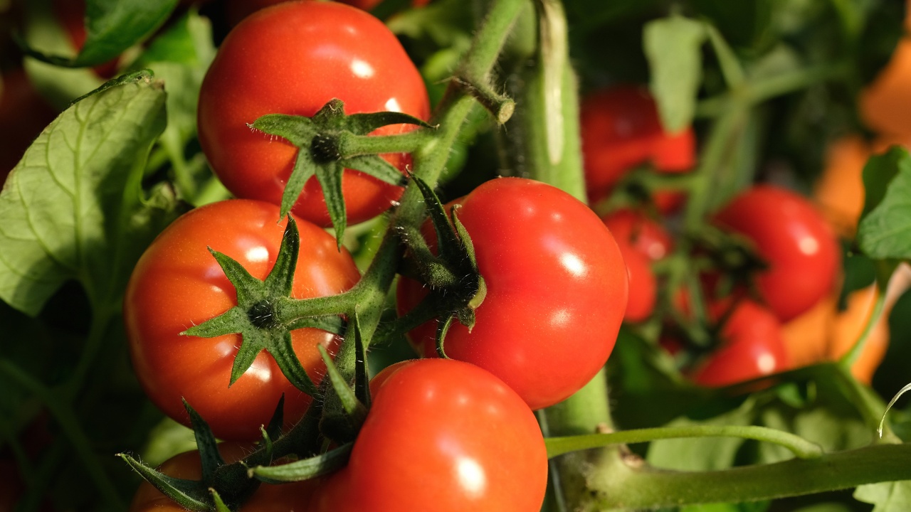 В Израел създадоха сортове домати, които се нуждаят от по-малко вода