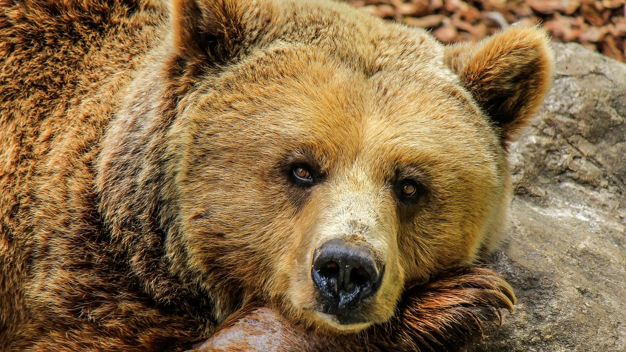 Семейство мечки е проникнало в двора на момиче в Кънектикът