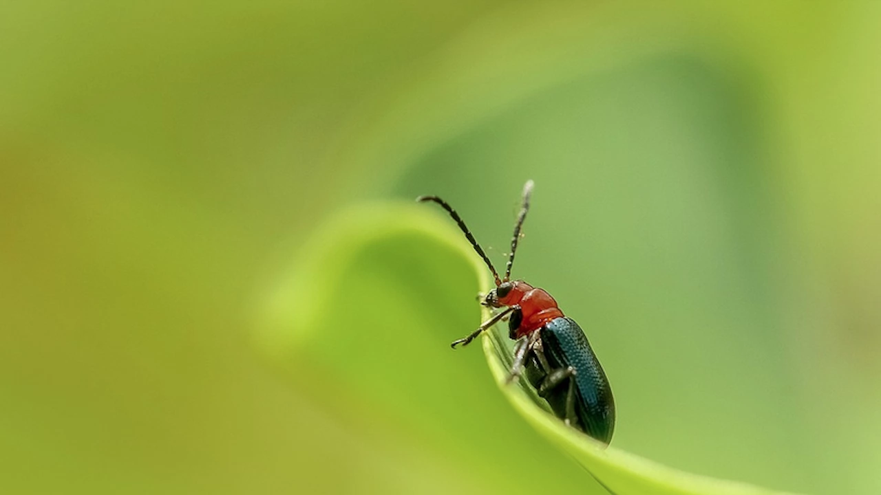 Нов за науката бръмбар са открили при проучванията си в
