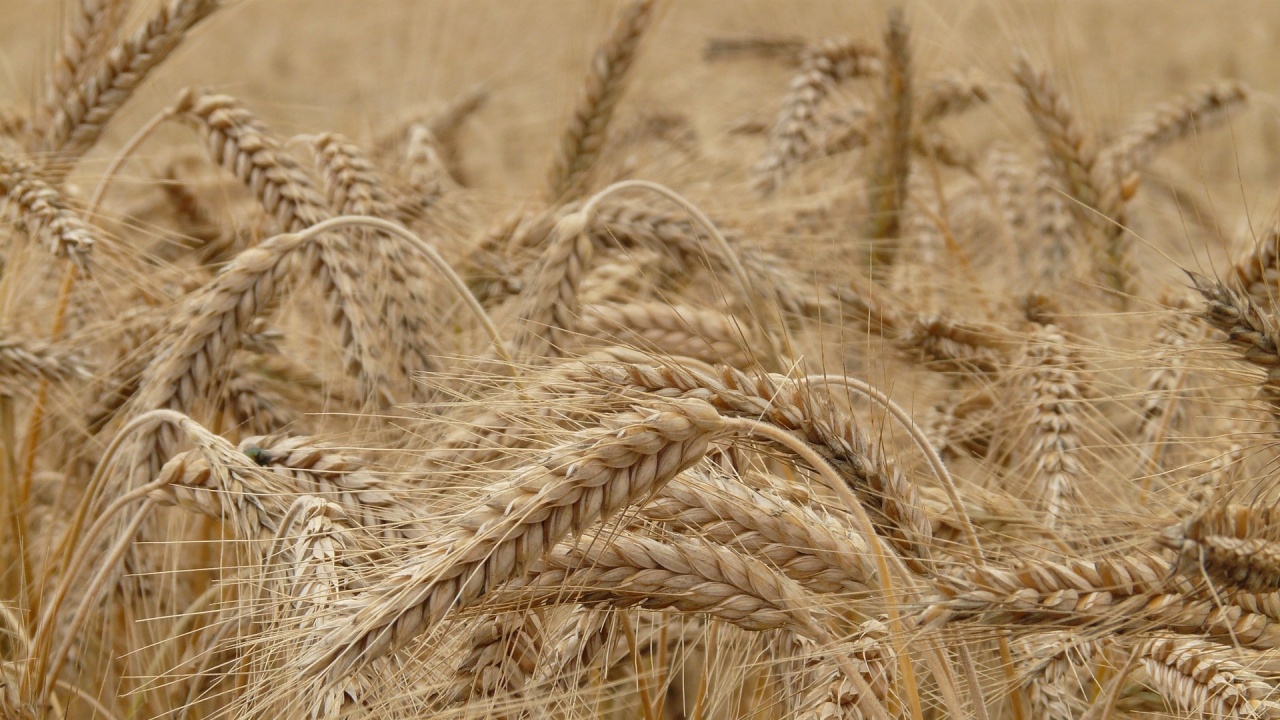 Пшеницата поевтинява до двегодишни дъна