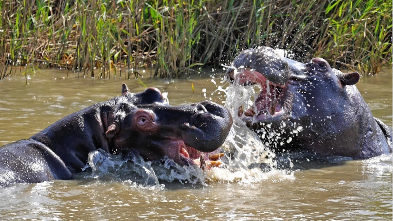 Хипопотамите на покойния наркобарон Пабло Ескобар представляват туристическа атракция но