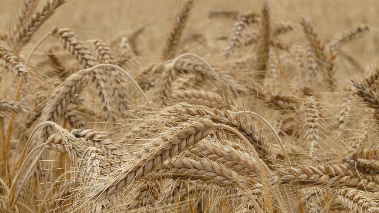 В сдряда пшеницата на Чикагската стокова борса поевтинява за трета