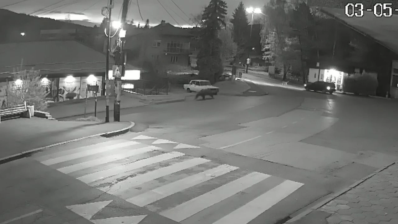 Мечка спринтира по улиците на софийския квартал Владая Животното бе