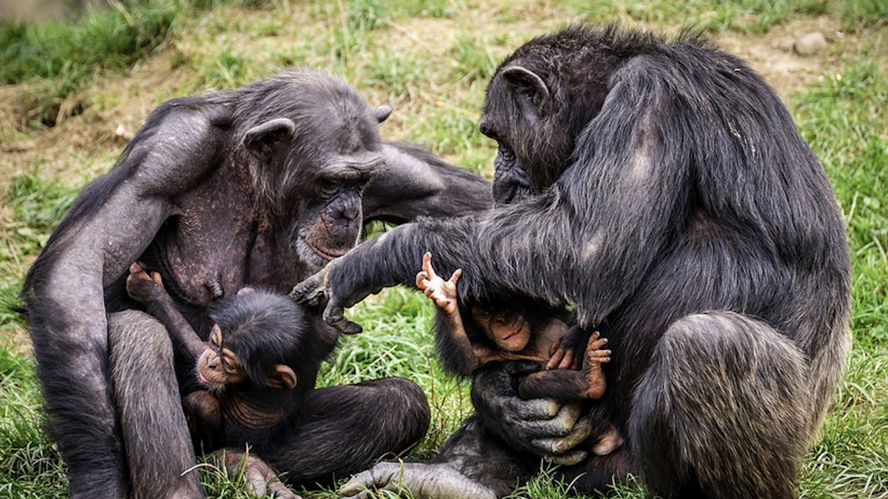 Шимпанзетата са способни на сложни комбинации от звуци, подобни на човешките