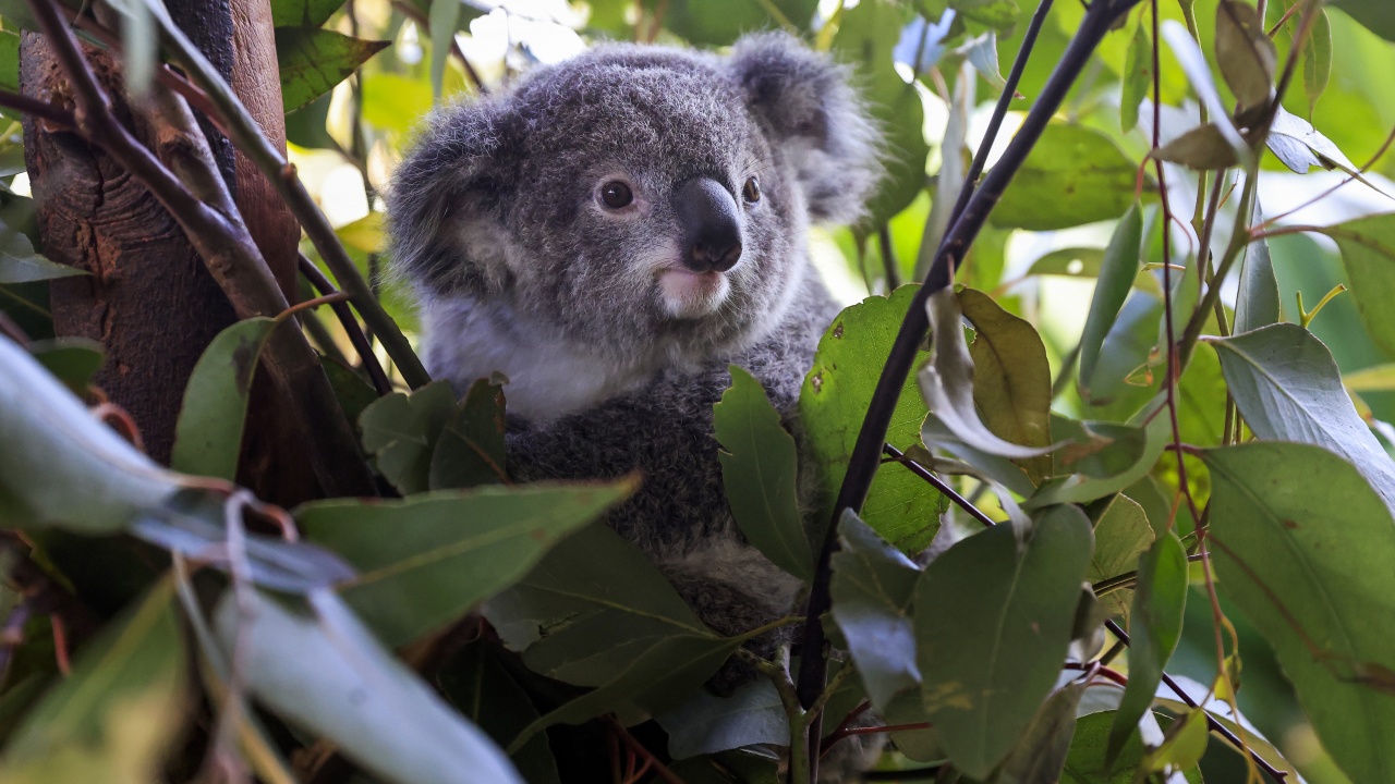 Австралийски учени започнаха да ваксинират диви коали срещу хламидиоза
