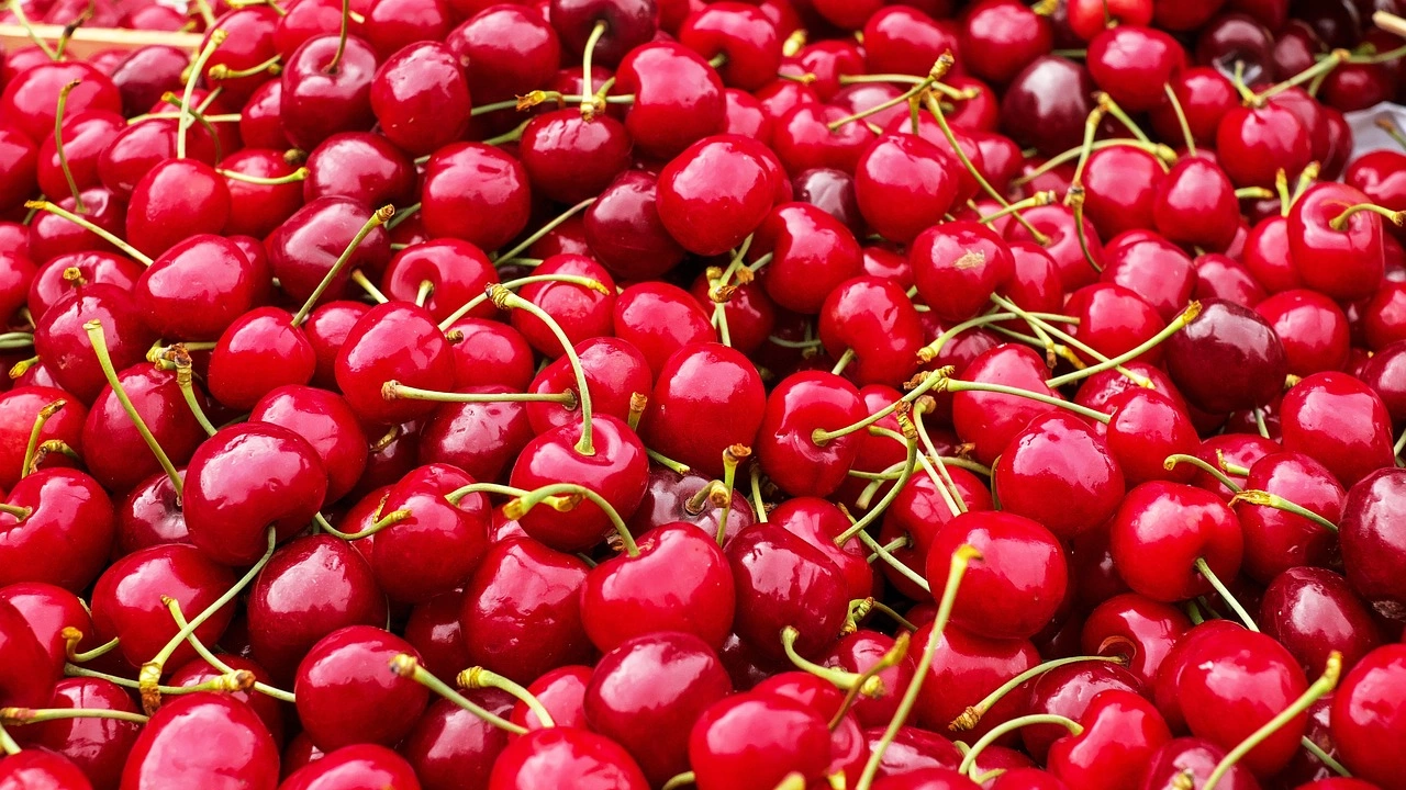 Наближава сезонът на едни от най вкусните плодове черешите През
