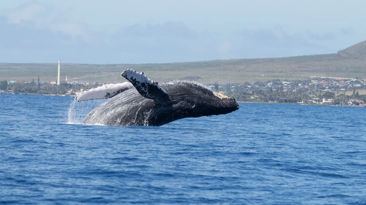 Австралийски изследователи са установили че гърбатите китове пеят по силно когато