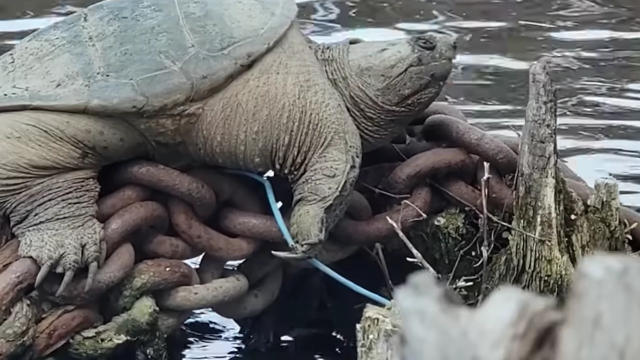 Видео на костенурка в Чикаго която си спечели прякора Дебелозавър