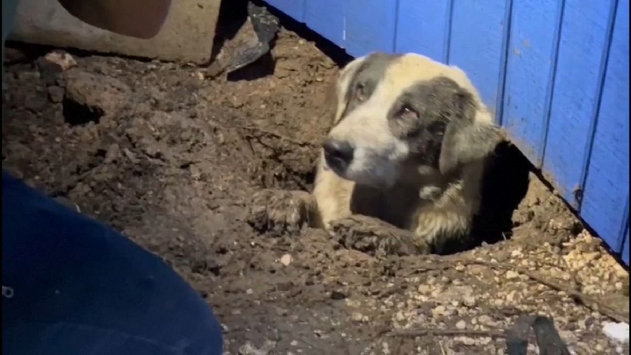 Спасиха куче, затрупано в къща при торнадо в САЩ
