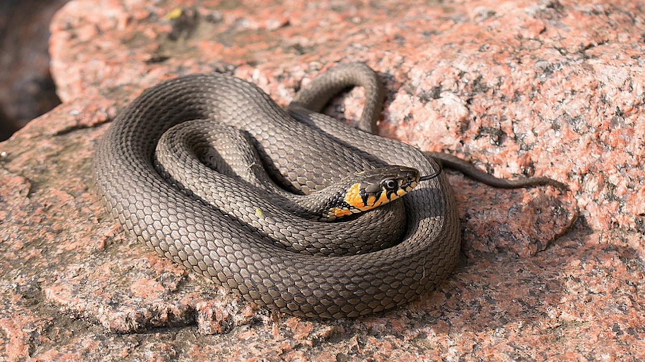 Нашествие на змии в Русе