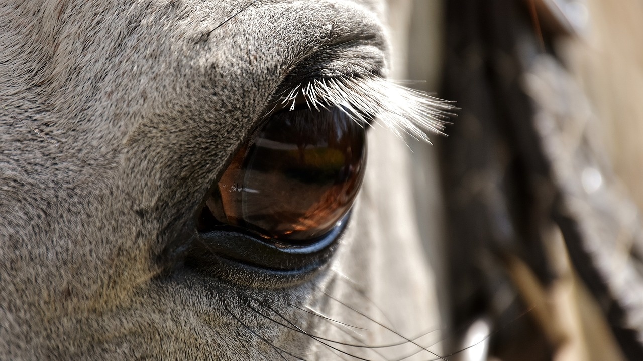 Пони отхапа пръстите на жена в старозагорския зоопарк