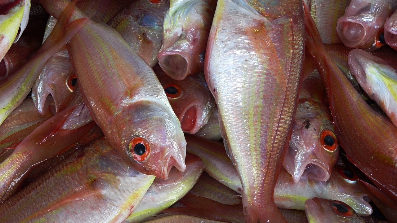 Двама бракониери на риба са задържани край язовир Огоста“ при