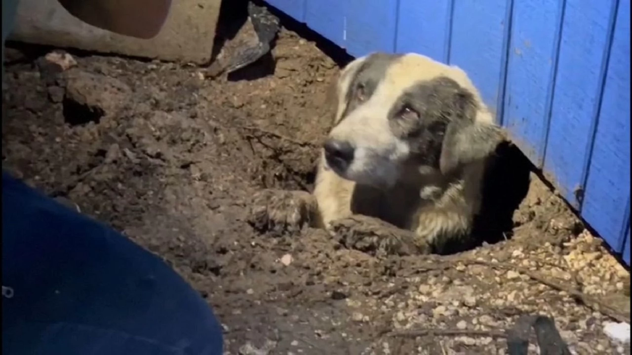 Телевизионен екип спаси куче затрупано в къща при торнадо в
