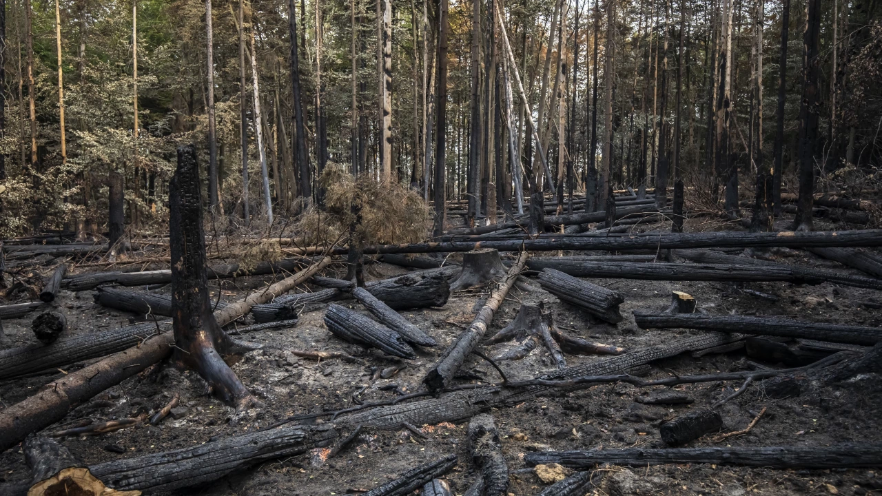 Безсънна нощ в Западна Испания заради горски пожари  Огънят изпепели 80