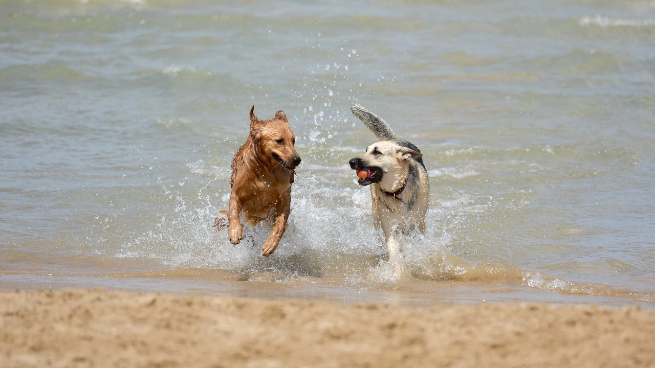 Във Варна слагат край на разходките на кучета по плажа