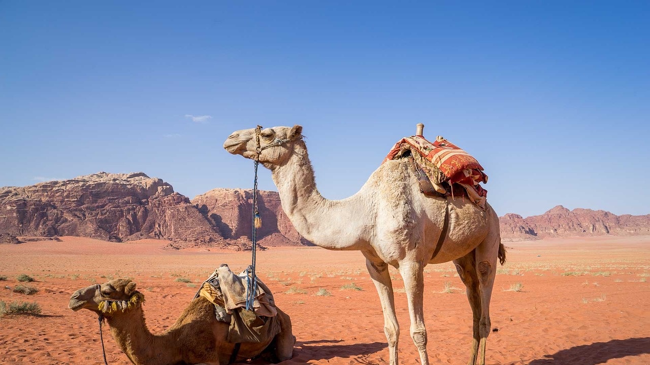 Бременна жена пътува седем часа с камила, за да роди