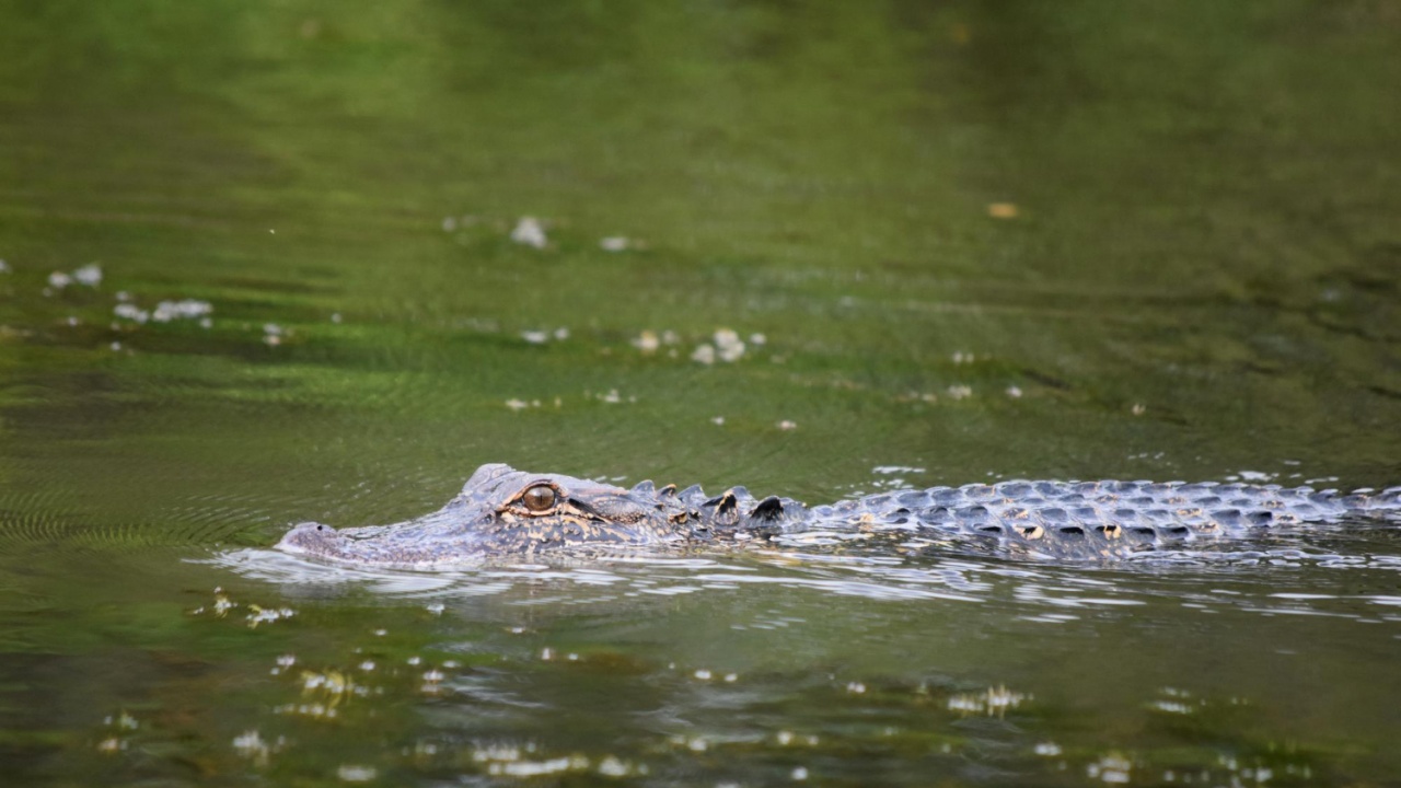 Заради миг невнимание: Мъж бе оглозган от 40 крокодили