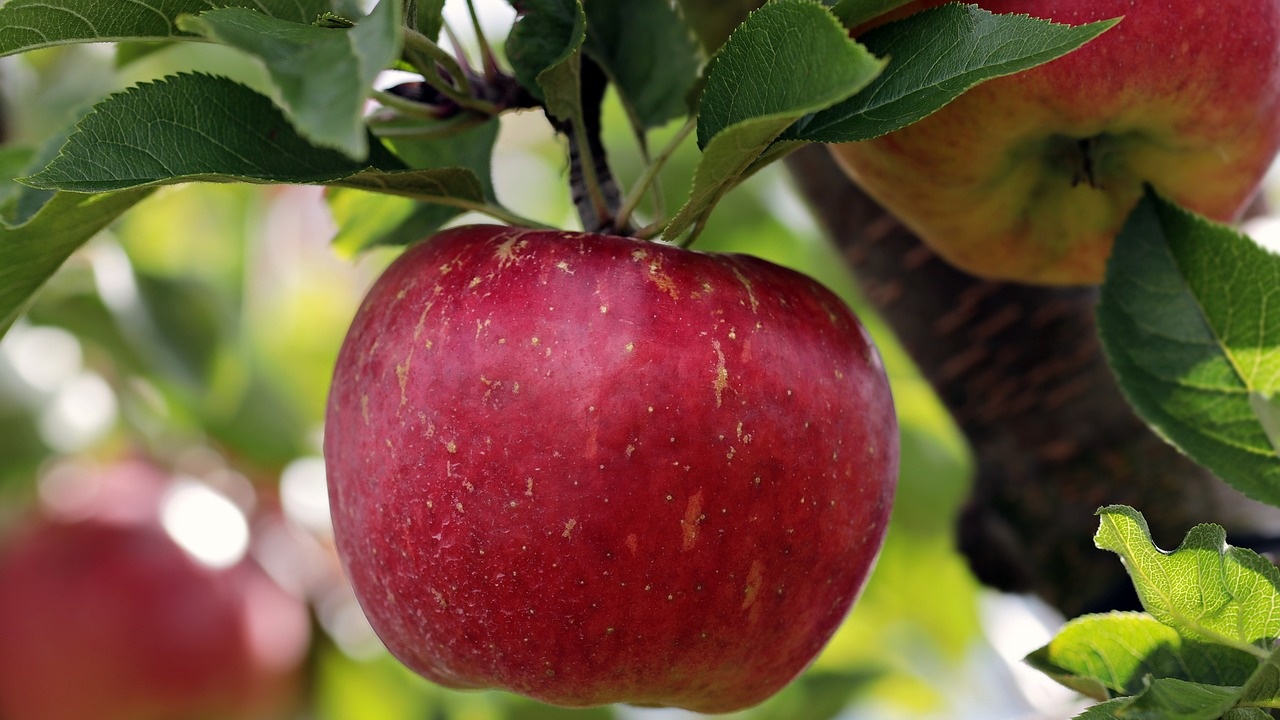 Ябълките и къпините могат да намалят риска от немощ