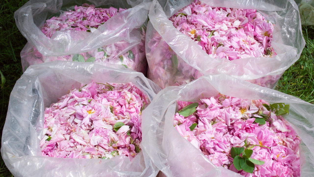 Казанлък е домакин на международен форум посветен на българското розово