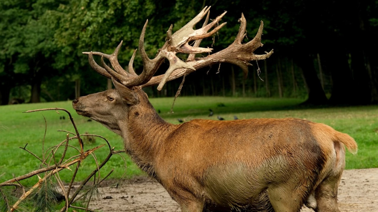 Издирват ловец убил елен в Монтанско съобщават от ОД на