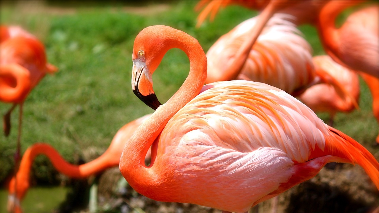 Красивото розово фламинго избяга от Поморийското езеро