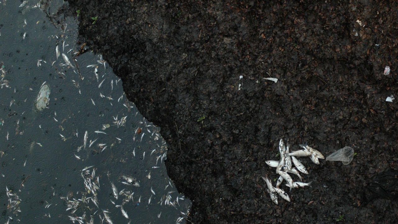 Мъртва риба в река Мочурица в Ямболско