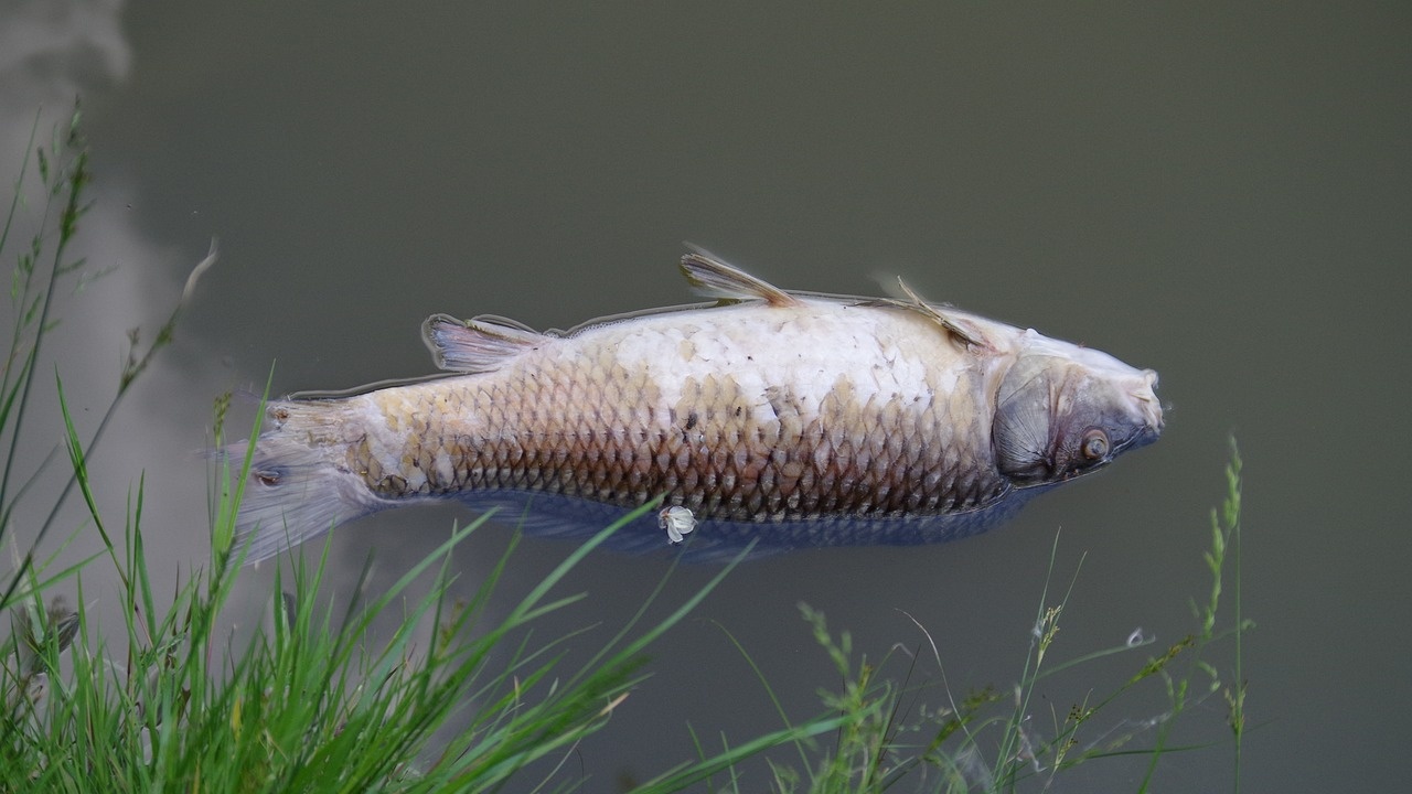 Мъртва риба втори ден плува в река Мочурица