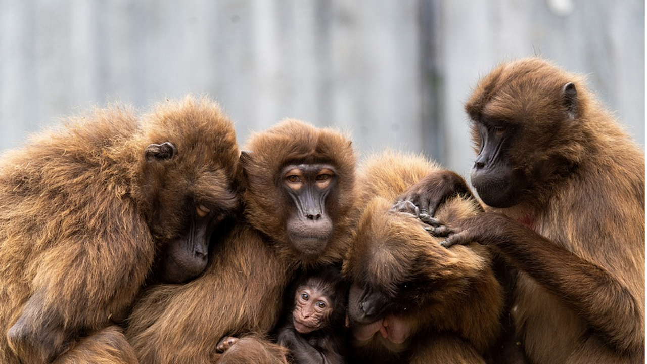Генетичното разнообразие и еволюционната история на приматите - групата, която