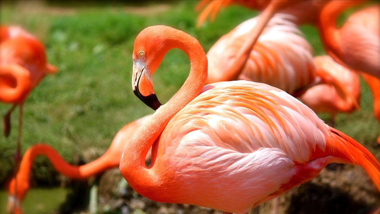 Красивото розово фламинго избяга от Поморийското езеро Причината не е в лошото