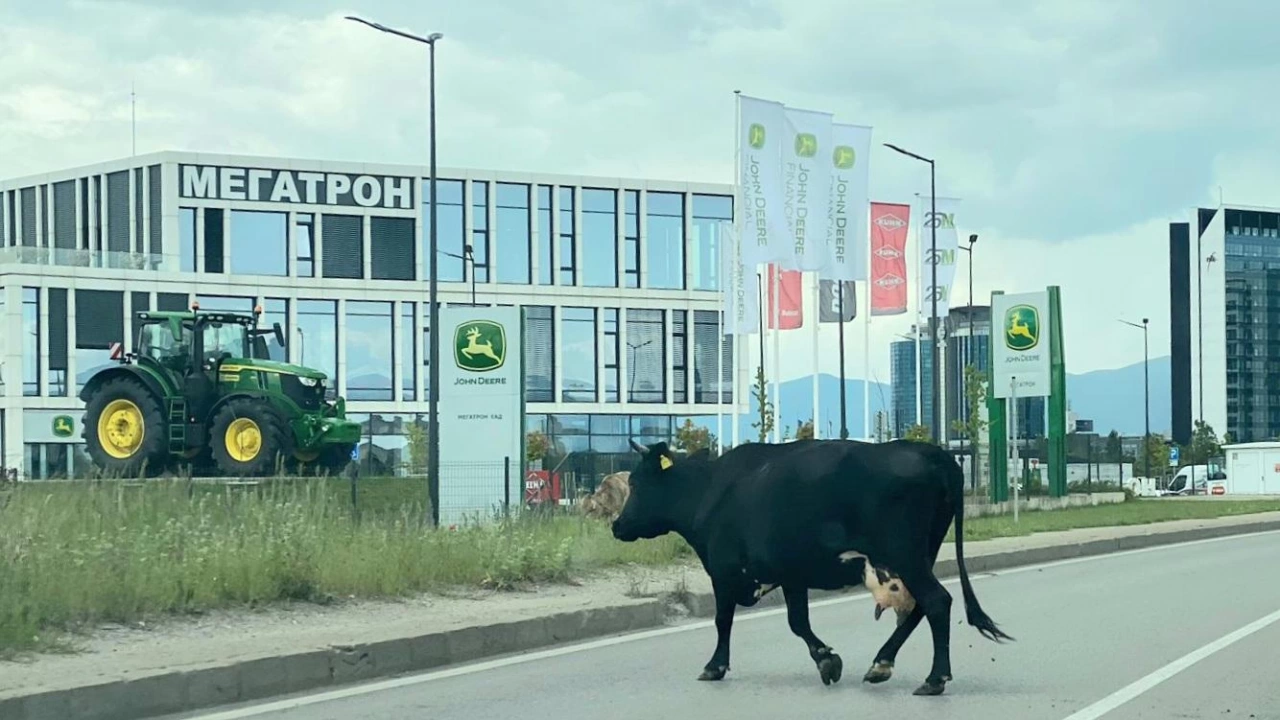 Свободно пасяща крава прелита  край летище София предаде Булфото Подобни случаи не