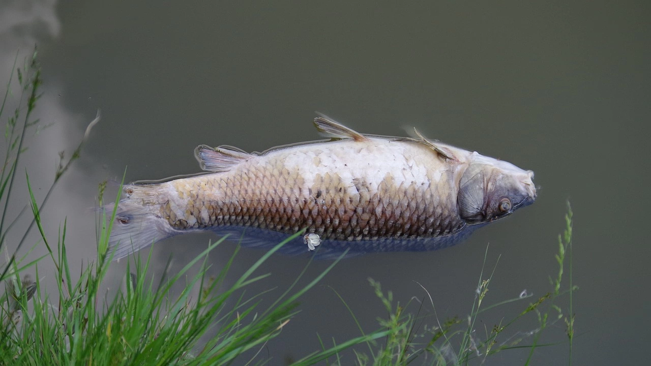 Дни преди началото на риболовния сезон в река Мочурица  изплува 